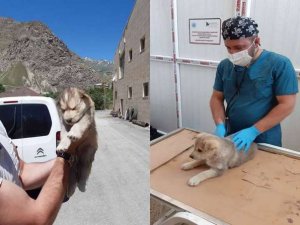 Köpek yavruları sağlık taramasından geçti