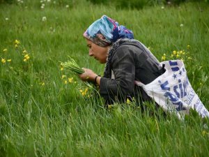 Bitkiler vatandaşlara ekmek kapısı oldu