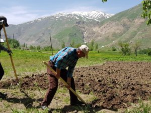 Tarlalarını küreklerin yardımıyla kazıyorlar