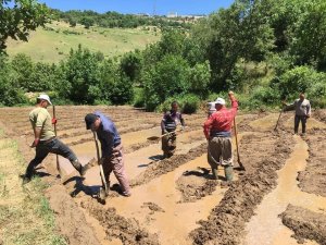 Başkan Dündar çeltik tarlasında çalıştı