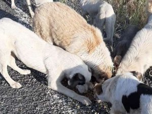 Sınırda sokak hayvanlara mama verildi