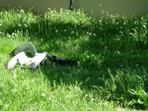 Martılar kavgaya tutuştu, karga ayırdı