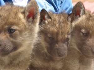 Kurt yavruları koruma altına alındı