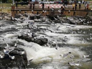 İnci kefalinin martılar ile mücadelesi