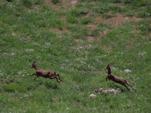 Dağ keçileri Durankaya beldesine indi