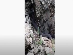 Devasa yılanlar korkuttu....