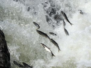 Uçan balıklardan görsel şölen