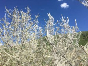 Beytüşşebap'ta 'tırtıl' istilası