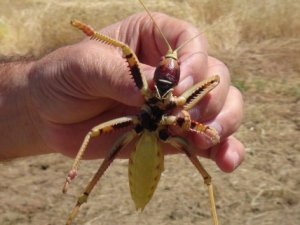 Dev çekirge çiftçileri şaşırttı