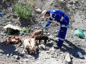 Sokak hayvanlarına mama seferberliği
