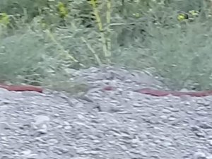 Kırmızı yılan korku saldı