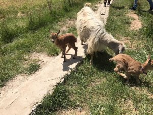 Yavru yaban keçileri emin ellerde