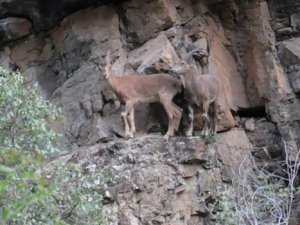 Geçitli köyünde dağ keçileri görüntülendi