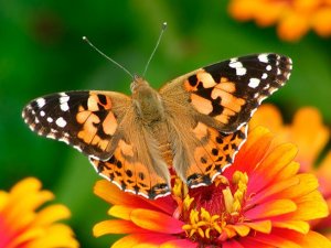 Beytüşşebap ilçesinde kelebek istilası