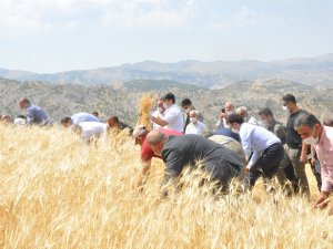 Vali Pehlivan çiftçilerle orak salladı