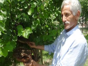 Hakkari’de arı kolonisi ağaca yuva yaptı