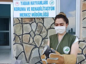 Yaralı kuşlar tedavi altına alındı