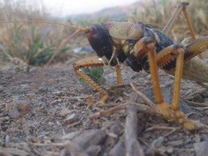 Dev çekirge görenleri şaşırttı