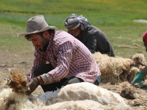 Hakkari yaylalarında koyun kırkma telaşı başladı