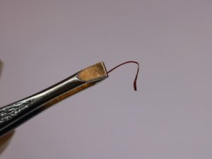 Cımbızla toplayıp, araba fiyatına satılıyor