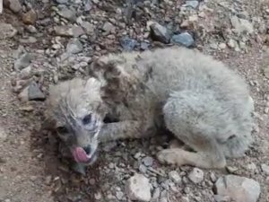 Yavru kurda can suyu