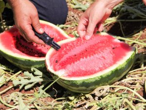 Tescilli Diyarbakır karpuzunda hasat zamanı
