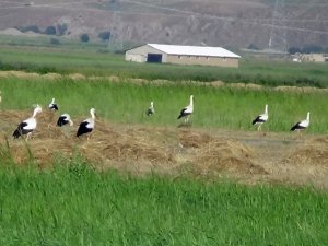 Leylekler Yüksekova'yı sevdi