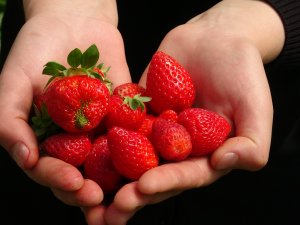 Çilek mevsimi başladı