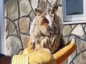 Kuşlar tedavi altına alındı