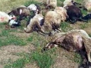 Meraya yıldırım düştü, 17 koyun telef oldu