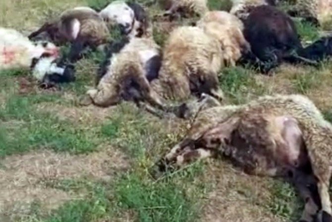 Koyun sürüsü üzerine yıldırım düştü