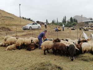 Hakkari belediyesinden kurbanlık hizmeti