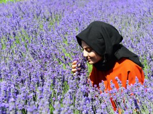 Lavanta hasadı başladı