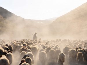 Tozlu yolculuk süt sağımıyla son buluyor