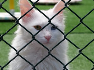 Van kedilerine sosyal mesafeli sevgi