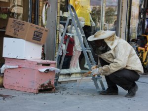Hakkari'de arı kolonisi çarşı merkezine indi