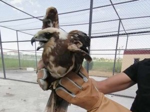 Tedavileri tamamlanan kuşlar doğaya salındı