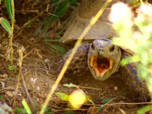 Kaplumbağanın esneme anları görüntülendi