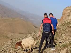 Kayalıklarda inemeyen koyunları AFAD kurtardı