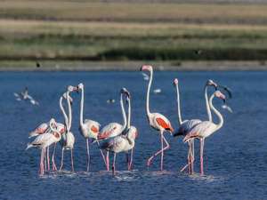 Flamingoların eşsiz dansı