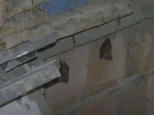 Belediye ekibinden yarasa denetimi