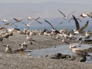 Martı ölümlerinin sebebi ortaya çıktı