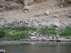 Sıcaktan bunalan kuşlar derede serinledi