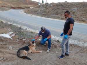 Sokaklardaki can dostlar tedavi ediliyor