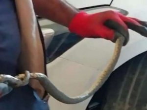 Otomobilin motoruna yılan girdi