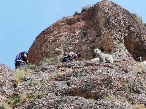 Dağda mahsur kalan keçiler kurtarıldı
