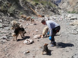 Hakkari’de sahipsiz hayvanlara yiyecek bırakıldı