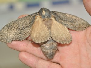 Kuş büyüklüğündeki kelebek görenleri şaşırttı