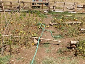 Dolu yağışı tarım arazilerine zarar verdi