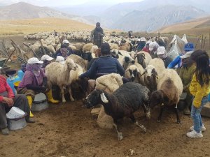 Berçelan yaylası elektrik istiyor